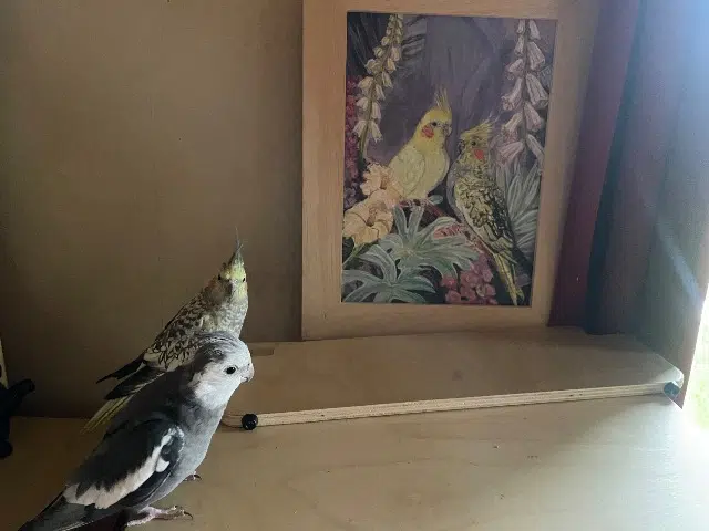 animal lost   38350 Saint-Laurent-en-Beaumont Paco