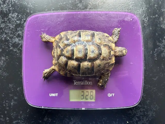 animal lost   40480 Vieux-Boucau-les-Bains Miko