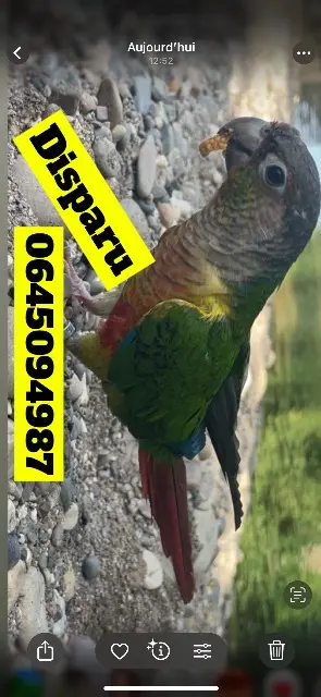 animal lost   40100 Dax Peio