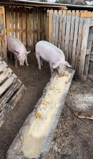 animal lost   43800 Lavoûte-sur-Loire Cochon