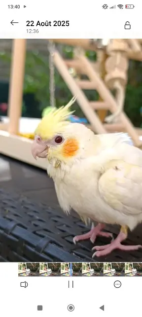 animal lost   44120 Vertou Moncœur