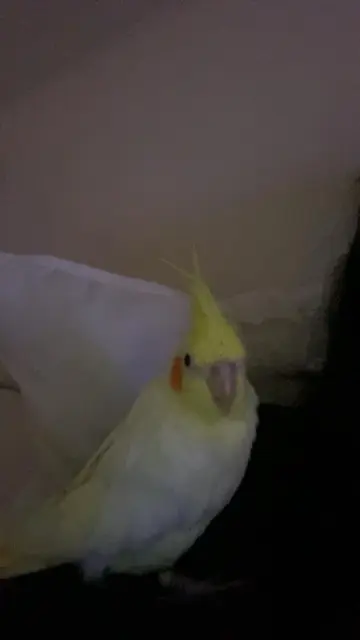 animal lost    Nantes Kiri