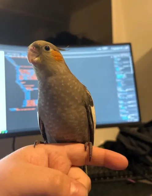 animal lost   44800 Saint-Herblain Sky