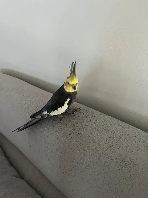 animal lost   45700 Pannes Koko