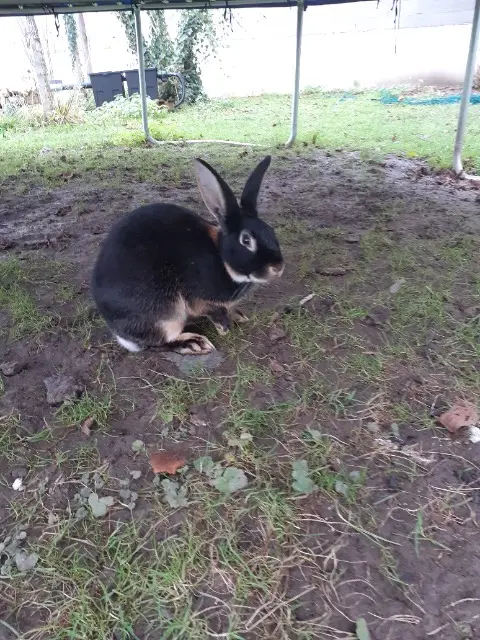 animal lost   45390 Briarres-sur-Essonne Pépère