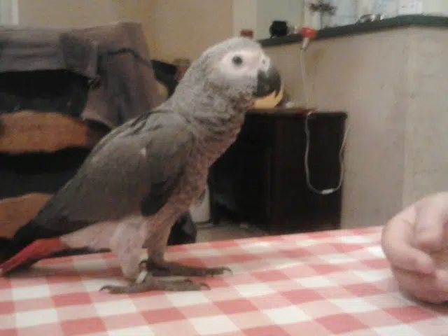 animal lost   46250 Marminiac Cocoetcocotte