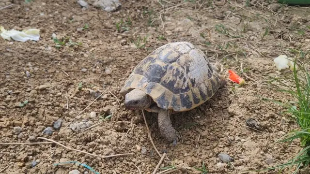animal lost   47170 Andiran Misterturtle