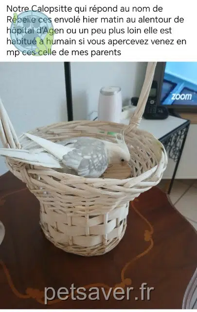 animal lost   47000 Agen Rebelle