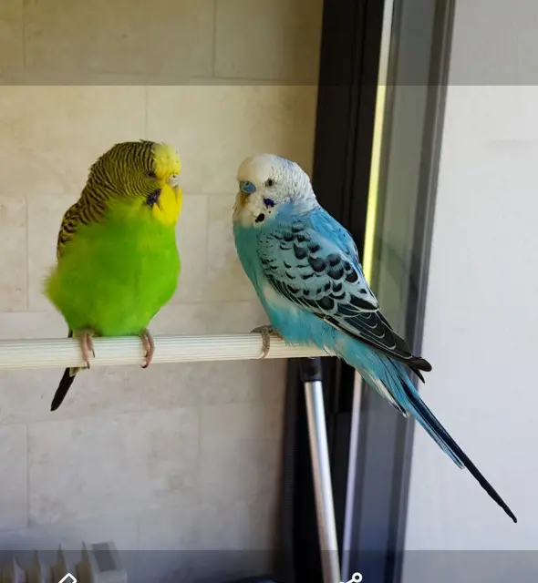 animal lost    Angers couple de perruches