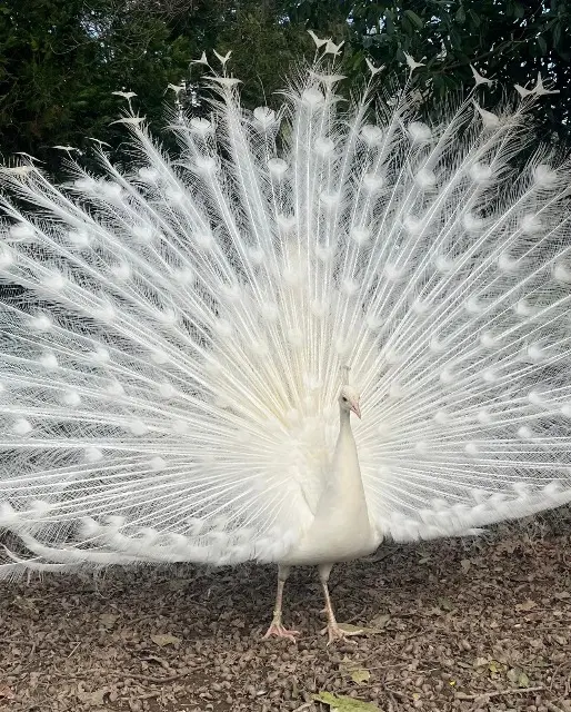 animal lost   49240 Avrillé Princr