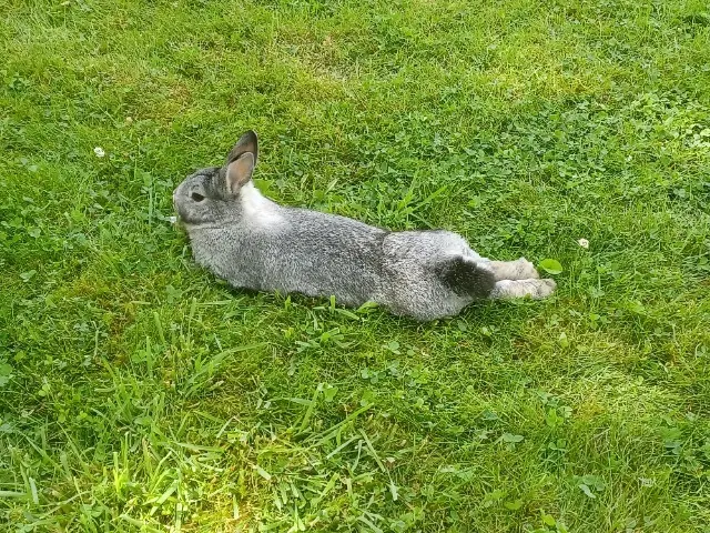 animal lost    Cherbourg-en-Cotentin Velvet