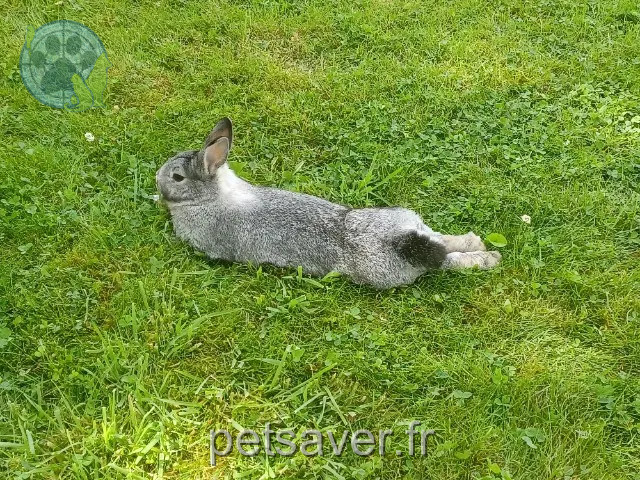 Tier vermisst Cherbourg-en-Cotentin Velvet Tier lost Cherbourg-en-Cotentin Velvet