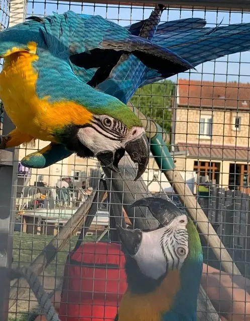 animal lost   51100 Reims Diego