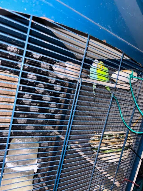 animal lost    Évron Loulou