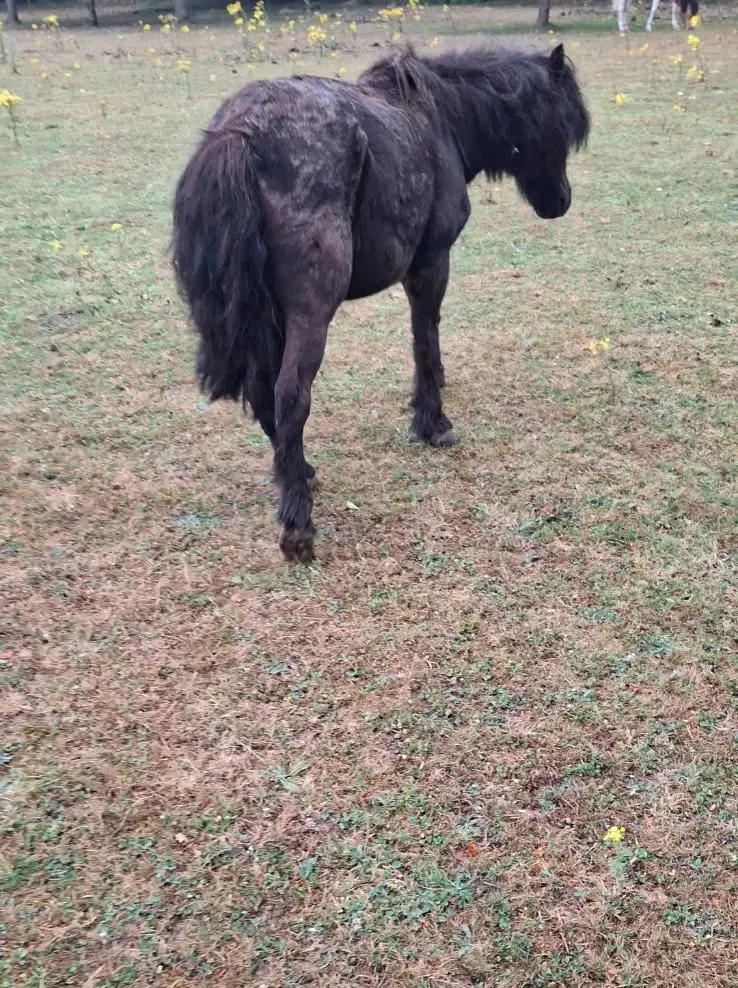 animal lost   53640 Hardanges Réglisse