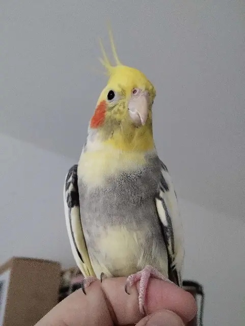 animal lost   54510 Tomblaine Anatole