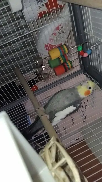 animal lost   54510 Art-sur-Meurthe Coco