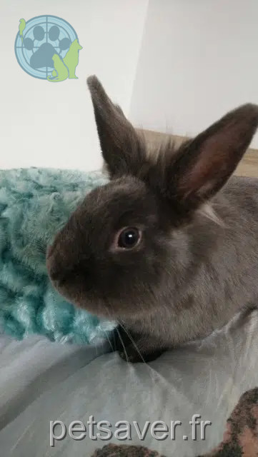 animal lost   56230 Questembert Alvin