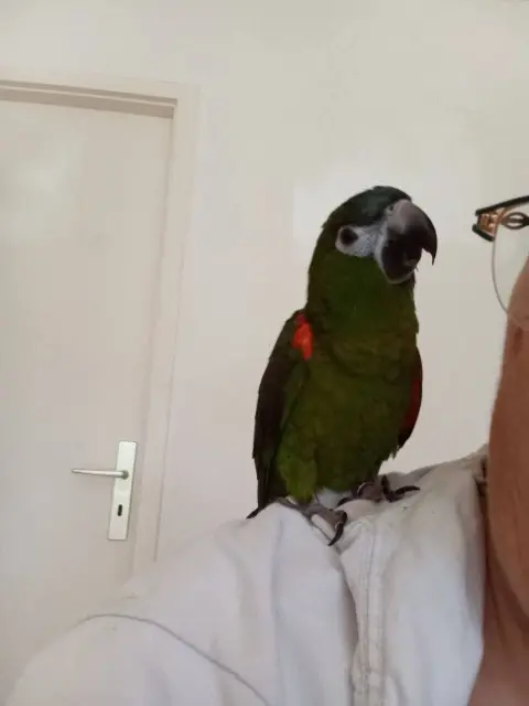 animal lost   56670 Riantec Birdy