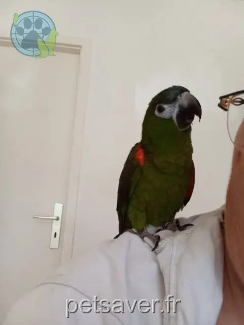 animal perdu 56670 Riantec Birdy animal lost 56670 Riantec Birdy