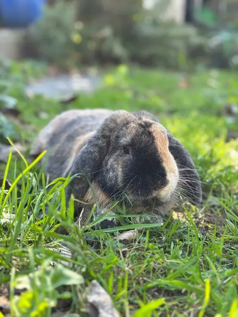 animal lost   56100 Lorient Junior