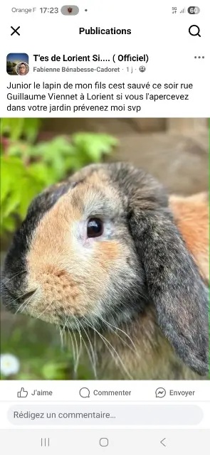 animal lost   56100 Lorient Junior