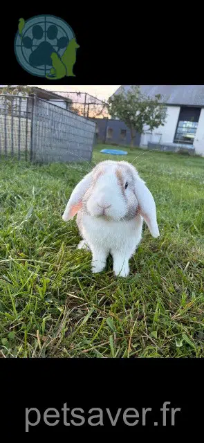 animal lost   57925 Distroff Carottin