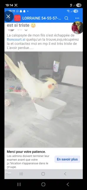 animal lost   57860 Roncourt Yellow