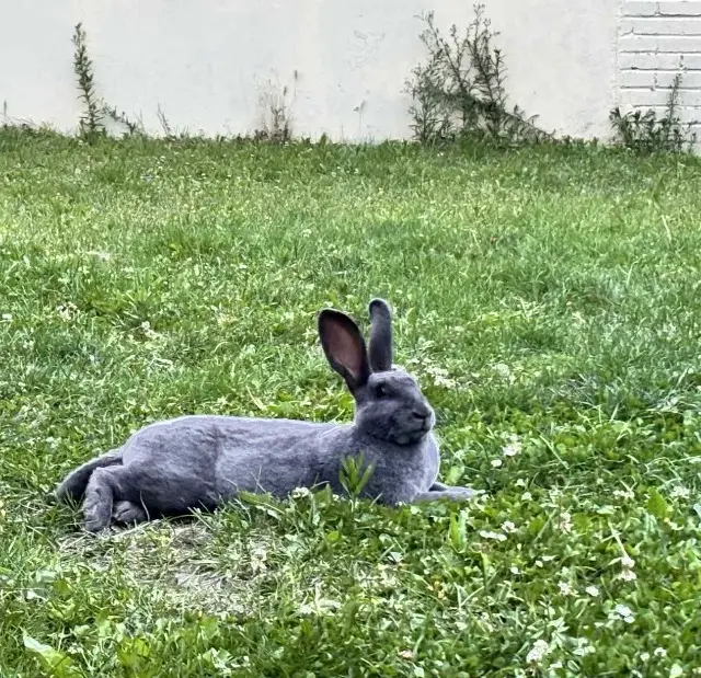 animal lost   59410 Anzin Aucun