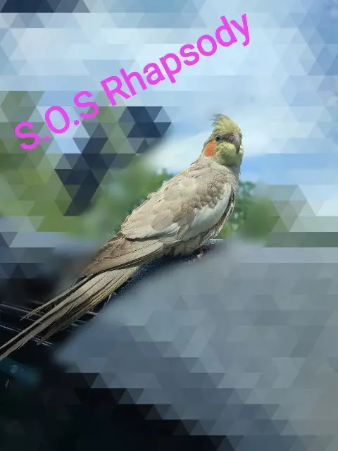 animal lost    Dunkerque Rhapsody