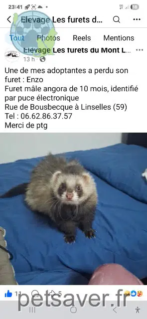 animal lost   59126 Linselles Enzo