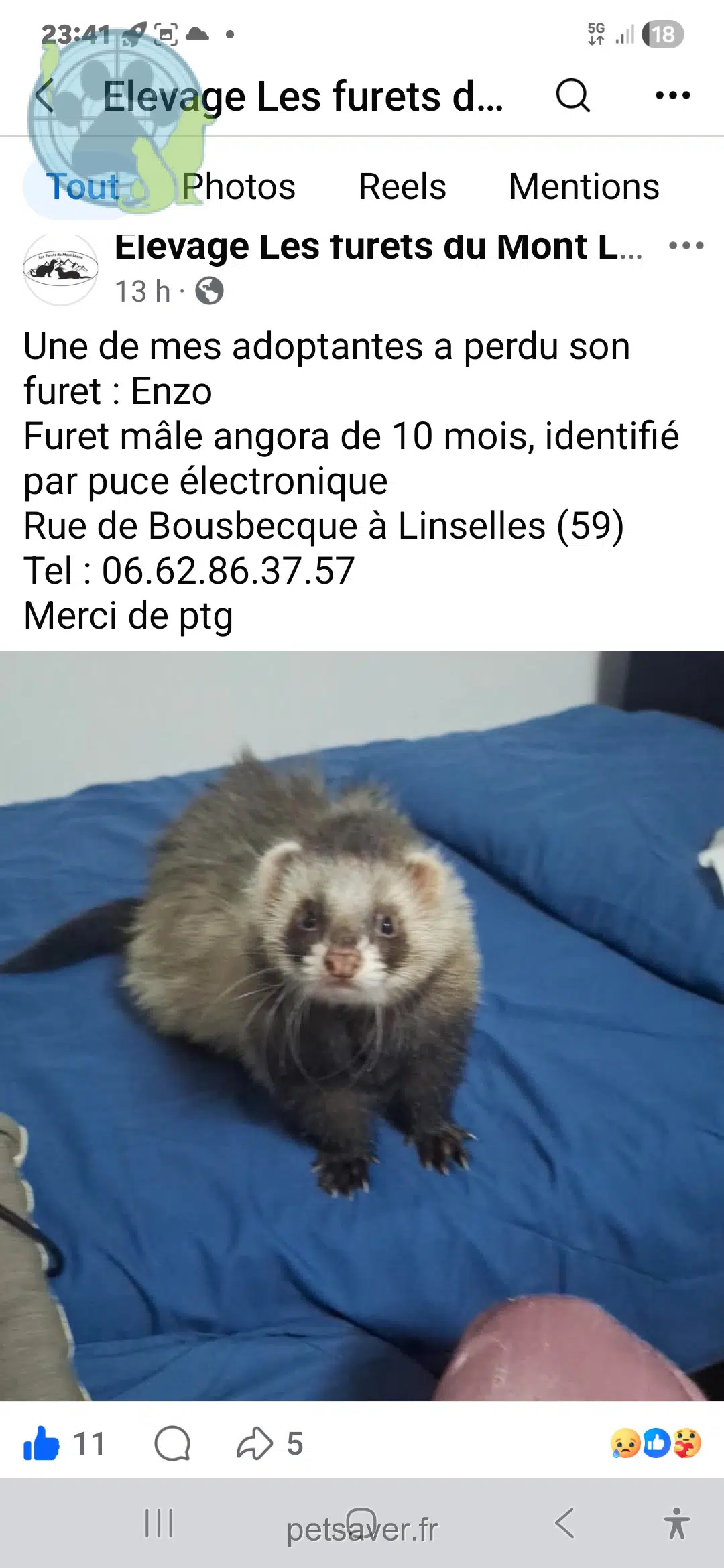 animal lost   59126 Linselles Enzo
