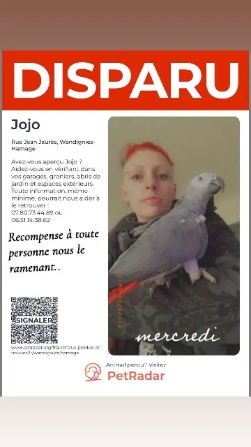 animal lost   59870 Wandignies-Hamage Jojo