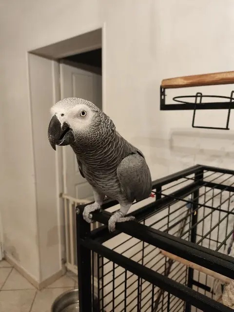 animal lost   60120 Croissy-sur-Celle Coco