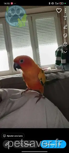 animal lost   62300 Lens Poukie