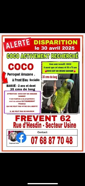 animal lost   62270 Frévent Tropico (coco)