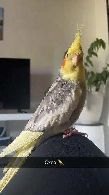 animal lost   63500 Perrier COCO