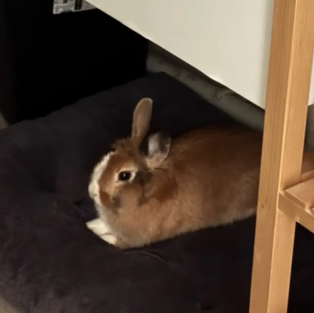 animal lost   63310 Randan Moka