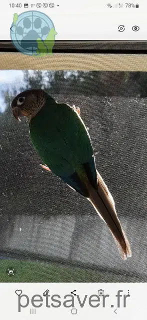 animal lost   64500 Сен-Жан-де-Люз Kecha