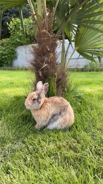 animal lost   65800 Aureilhan Maxence