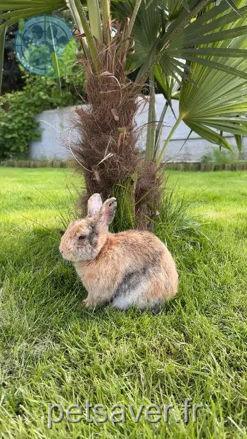 animal lost 65800 Aureilhan Maxence animal lost 65800 Aureilhan Maxence