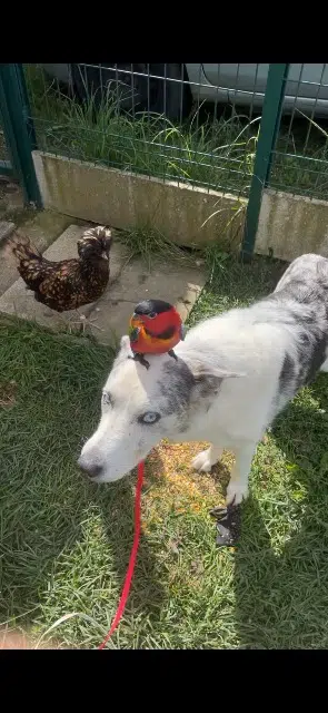 animal lost   65300 Lannemezan Spock