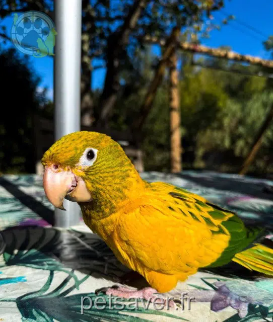 animal lost   66500 Los Masos Chuky