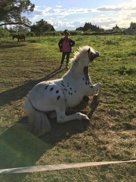 animal lost   66200 Elne COOKIES&vegas