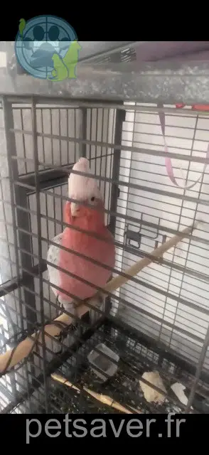 animal lost    Perpignan Choupi