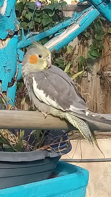 animal lost    Perpignan Gaby