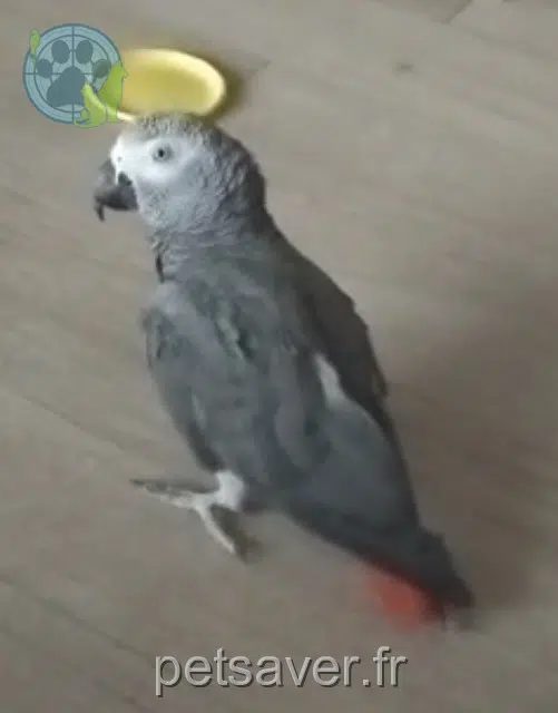 animal lost   67205 Oberhausbergen Mojito