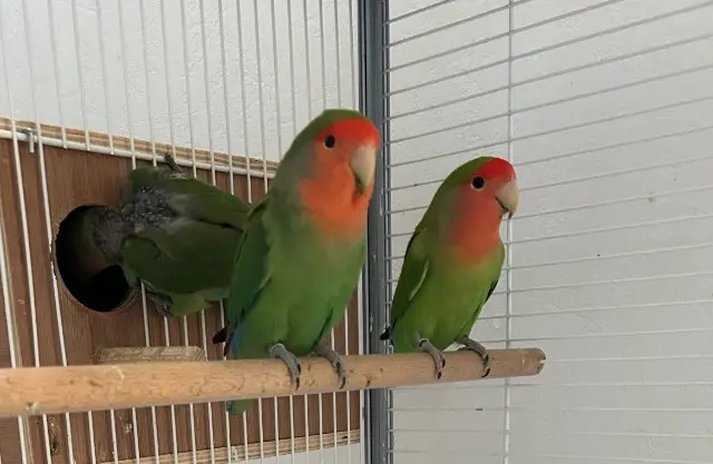 animal lost   67310 Wasselonne Ticettac