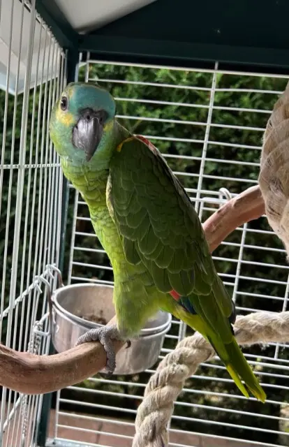 animal lost   68700 Aspach-Michelbach Urus