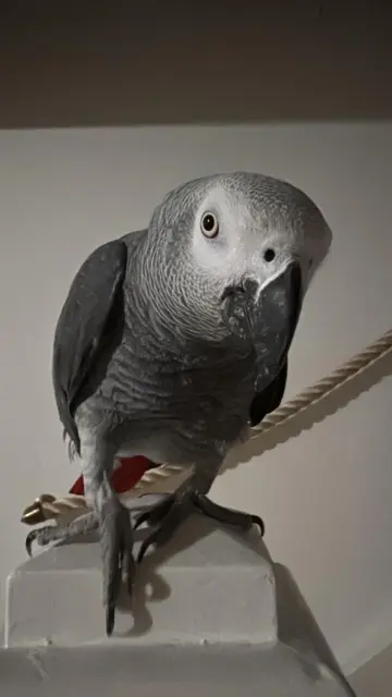 animal lost   68310 Wittelsheim Cacahuete